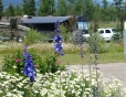 Flowers Blooming